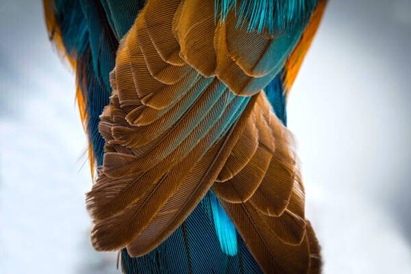 Fotografia Kingfisher Wing Detail Background Structure Feather, wWeiss Lichtspiele, (40 x 26.7 cm)