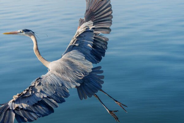 Umelecká fotografie Great Blue Heron, Michael H Spivak, (40 x 26.7 cm)