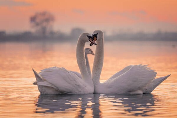 Umelecká fotografie Swans floating on lake during sunset, SimonSkafar, (40 x 26.7 cm)