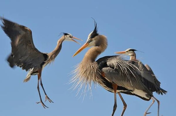 Umelecká fotografie Blue Herons 1, k8thegr833, (40 x 26.7 cm)