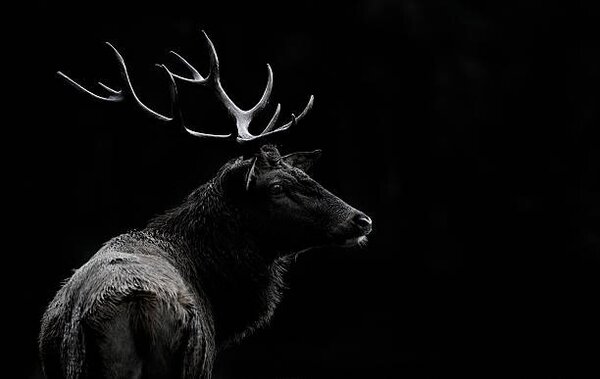 Fotografia The deer soul, Massimo Mei, (40 x 24.6 cm)