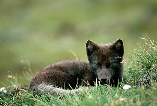 Umelecká fotografie Arctic Fox Laying in the Grass, Natalie Fobes, (40 x 26.7 cm)