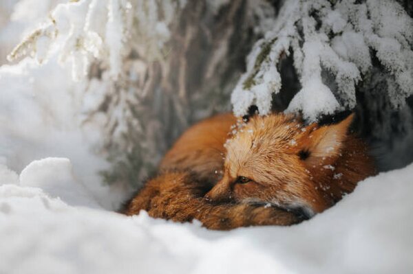 Fotografia Close-up of squirrel on snow covered, Grzegorz Bukalski / 500px, (40 x 26.7 cm)