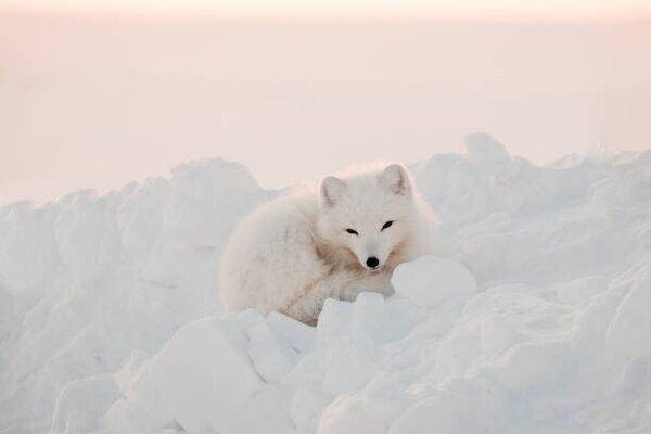 Umelecká fotografie Arctic white fox close-up. Arctic fox, Oksana Stasenko, (40 x 26.7 cm)