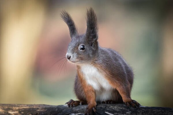 Fotografia Adventures of cute and funny squirrel, Barbara Cerovsek, (40 x 26.7 cm)