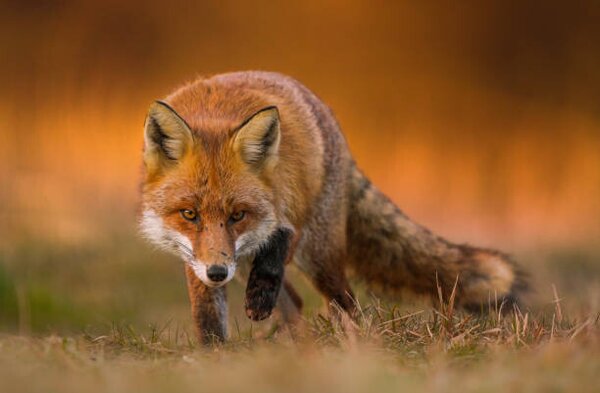 Fotografia Portrait of red fox standing on grassy field, Wojciech Sobiesiak / 500px, (40 x 26.7 cm)