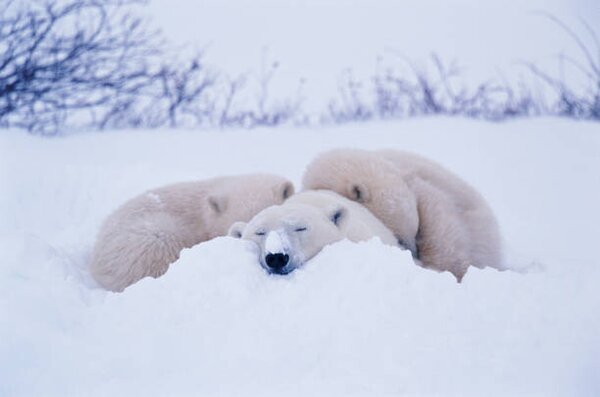 Fotografia Polar bear sleeping in snow, George Lepp, (40 x 26.7 cm)