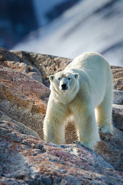 Fotografia Male Polar Bear, Peter Orr Photography, (26.7 x 40 cm)