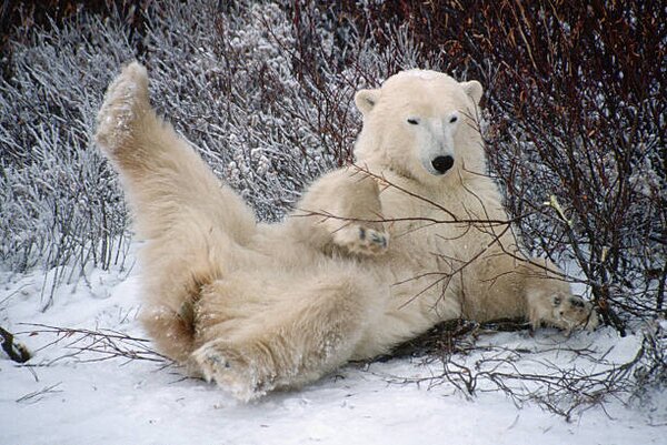 Fotografia Polar Bear Lying in Snow, George D. Lepp, (40 x 26.7 cm)