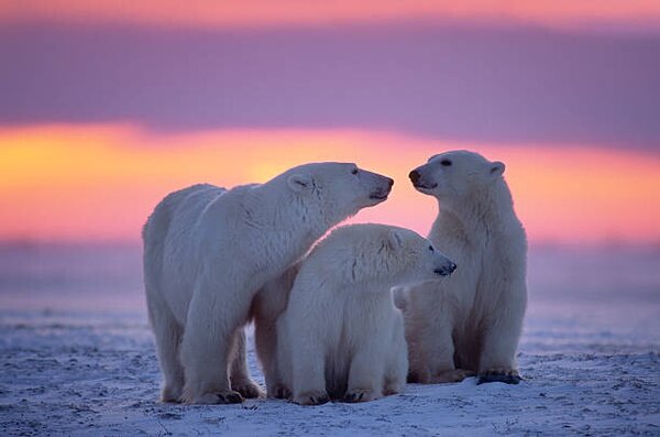 Umelecká fotografie Polar bear with yearling cubs, JohnPitcher, (40 x 26.7 cm)