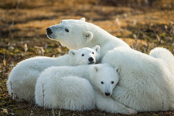 Umelecká fotografie Polar Bear and Cubs by Hudson, Paul Souders, (40 x 26.7 cm)