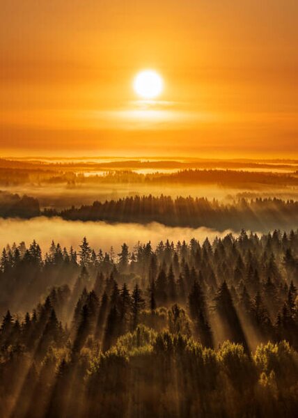 Umelecká fotografie Golden beautiful foggy forest sunbeams, Aulanko,, Milamai, (30 x 40 cm)
