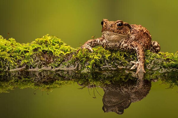 Umelecká fotografie A common toad, MarkBridger, (40 x 26.7 cm)