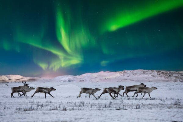Fotografia Wild reindeer on the tundra on, Anton Petrus