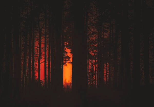 Umelecká fotografie Forest Fire, Milamai, (40 x 26.7 cm)