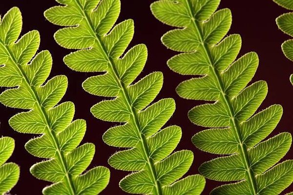 Fotografia Bracken Fern Leaf, weisschr, (40 x 26.7 cm)