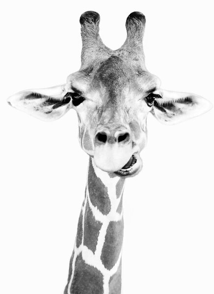 Fotografia Happy giraffe, Sisi & Seb, (30 x 40 cm)