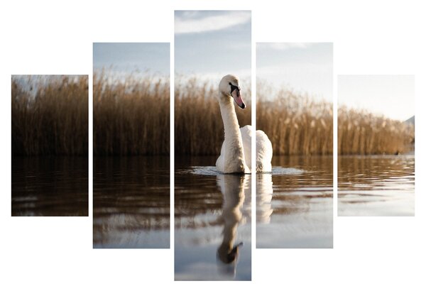 Obraz labute (150x105 cm)
