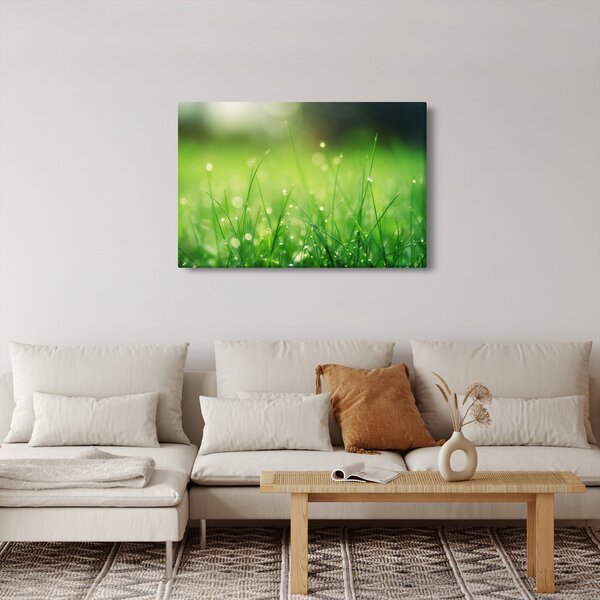Obraz - rosa na tráve (90x60 cm)
