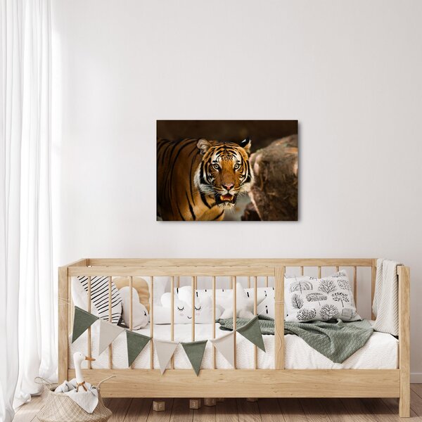 Obraz tigra (70x50 cm)