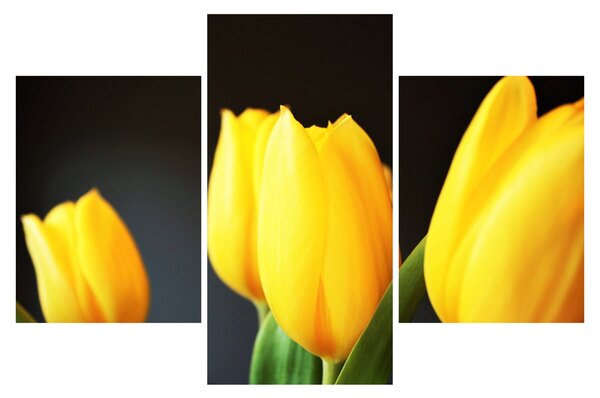 Obraz tulipánov (90x60 cm)