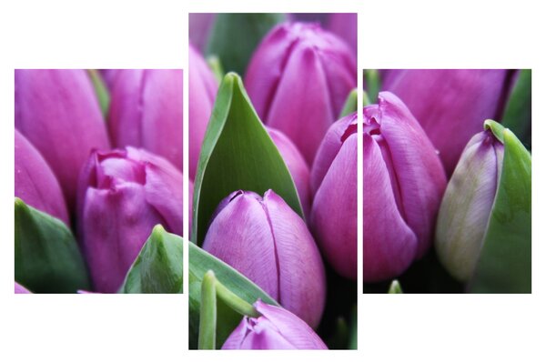 Obraz - kvety tulipánov (90x60 cm)