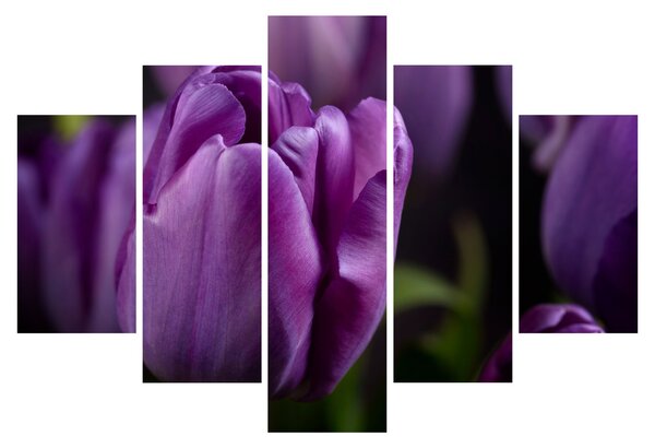 Obraz kvetov tulipánov (150x105 cm)