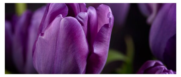 Obraz kvetov tulipánov (120x50 cm)