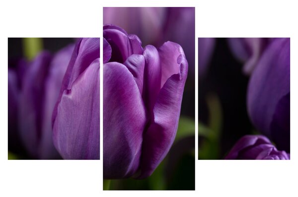Obraz kvetov tulipánov (90x60 cm)