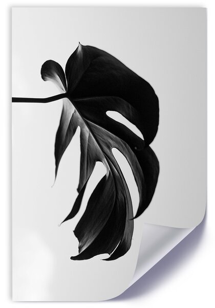 Plagát Čierna a biela monstera list Farba rámu: Bez rámu, Veľkosť: 30 x 45 cm