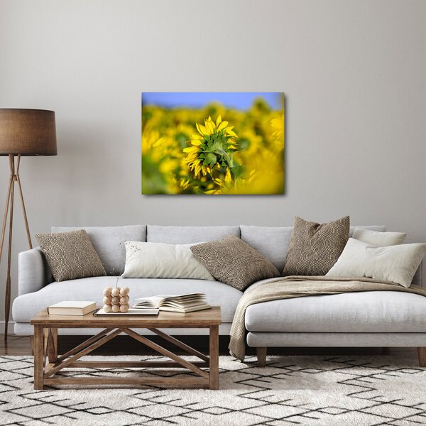 Obraz slnečnice (70x50 cm)