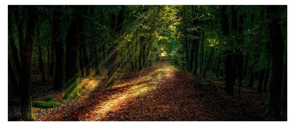 Obraz lesnej cesty (120x50 cm)