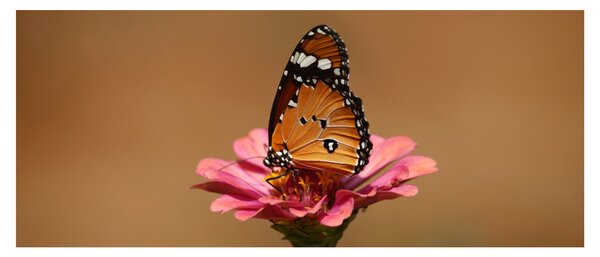 Obraz motýľa na kvetine (120x50 cm)