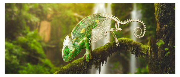 Obraz chameleóna (120x50 cm)