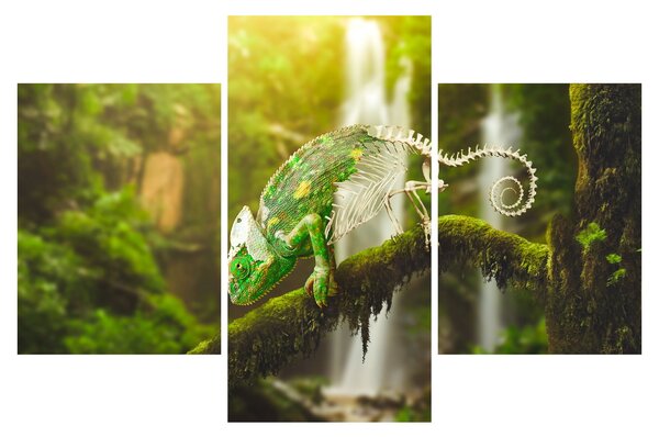 Obraz chameleóna (90x60 cm)