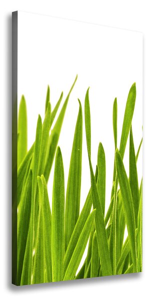 Foto obraz na plátne Zelená tráva