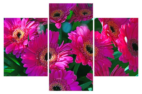 Obraz - kvety (90x60 cm)
