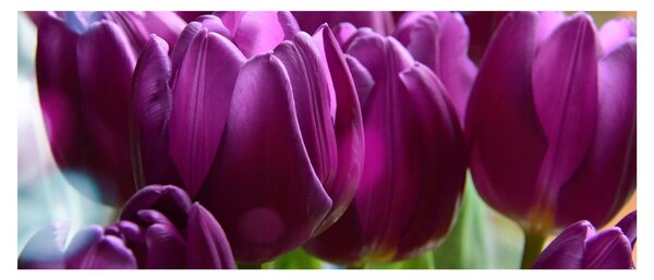 Obraz tulipánov (120x50 cm)