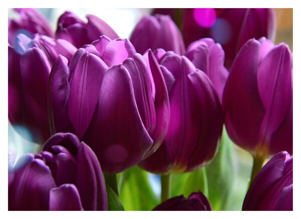 Obraz tulipánov (70x50 cm)