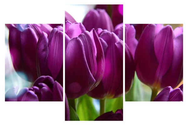 Obraz tulipánov (90x60 cm)