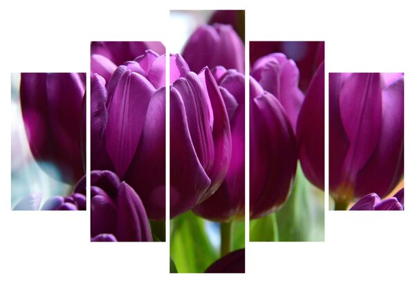 Obraz tulipánov (150x105 cm)