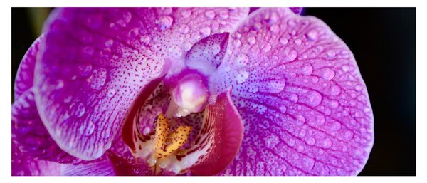 Detailný obraz kvetu orchidey (120x50 cm)