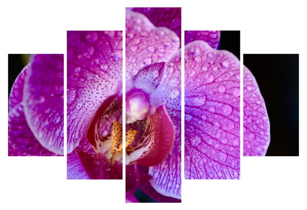 Detailný obraz kvetu orchidey (150x105 cm)