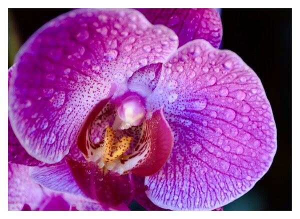 Detailný obraz kvetu orchidey (70x50 cm)