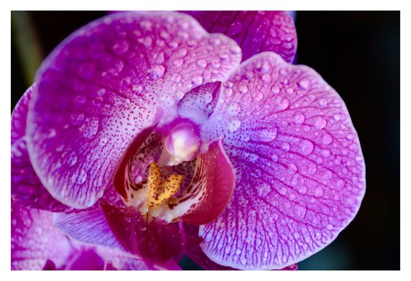 Detailný obraz kvetu orchidey (90x60 cm)