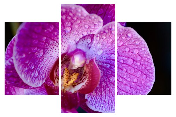 Detailný obraz kvetu orchidey (90x60 cm)