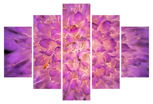 Detailný obraz kvetu (150x105 cm)