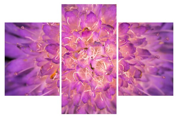 Detailný obraz kvetu (90x60 cm)