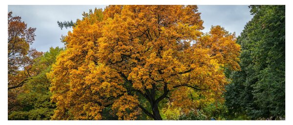 Obraz stromu (120x50 cm)