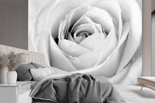 Fototapeta Biela ruža, detailný záber na púčik Materiál: Vliesová, Rozmery: 200 x 140 cm